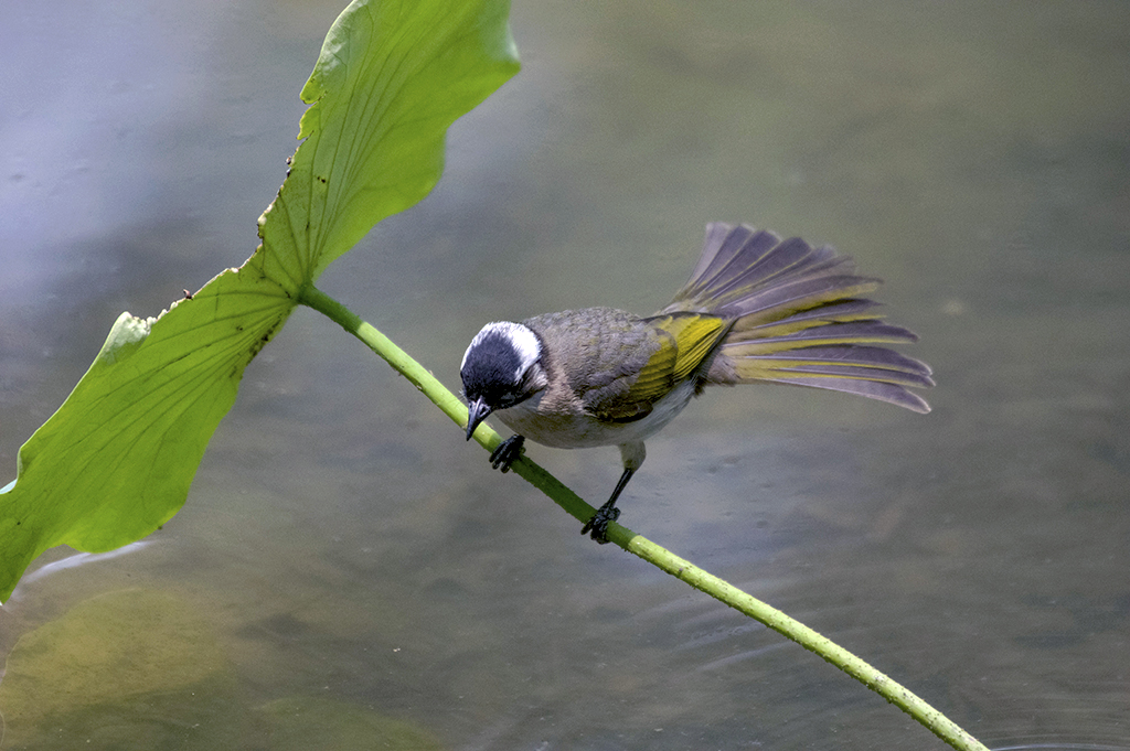 IMGP3645副本.jpg
