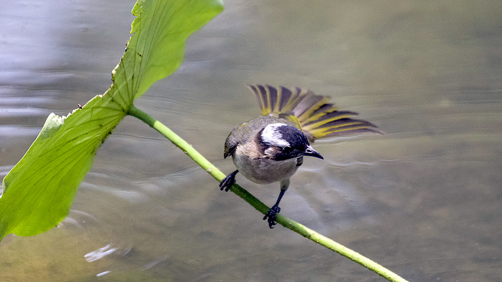 IMGP3648副本.jpg