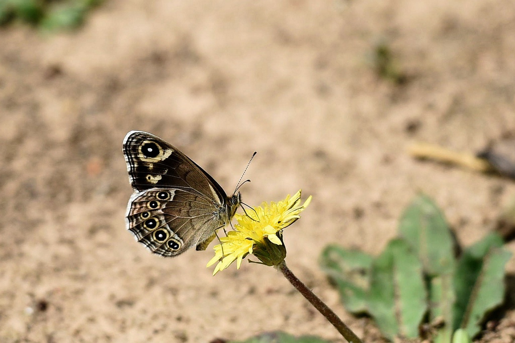 DSC_9054_副本_副本.jpg