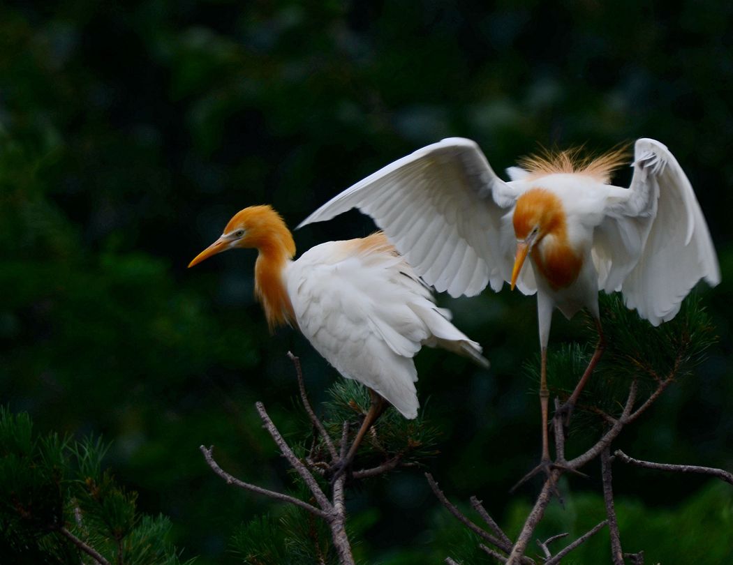 DSC_9365_副本_副本.jpg