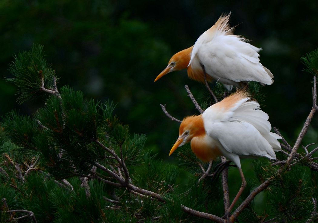 DSC_9366_副本_副本.jpg