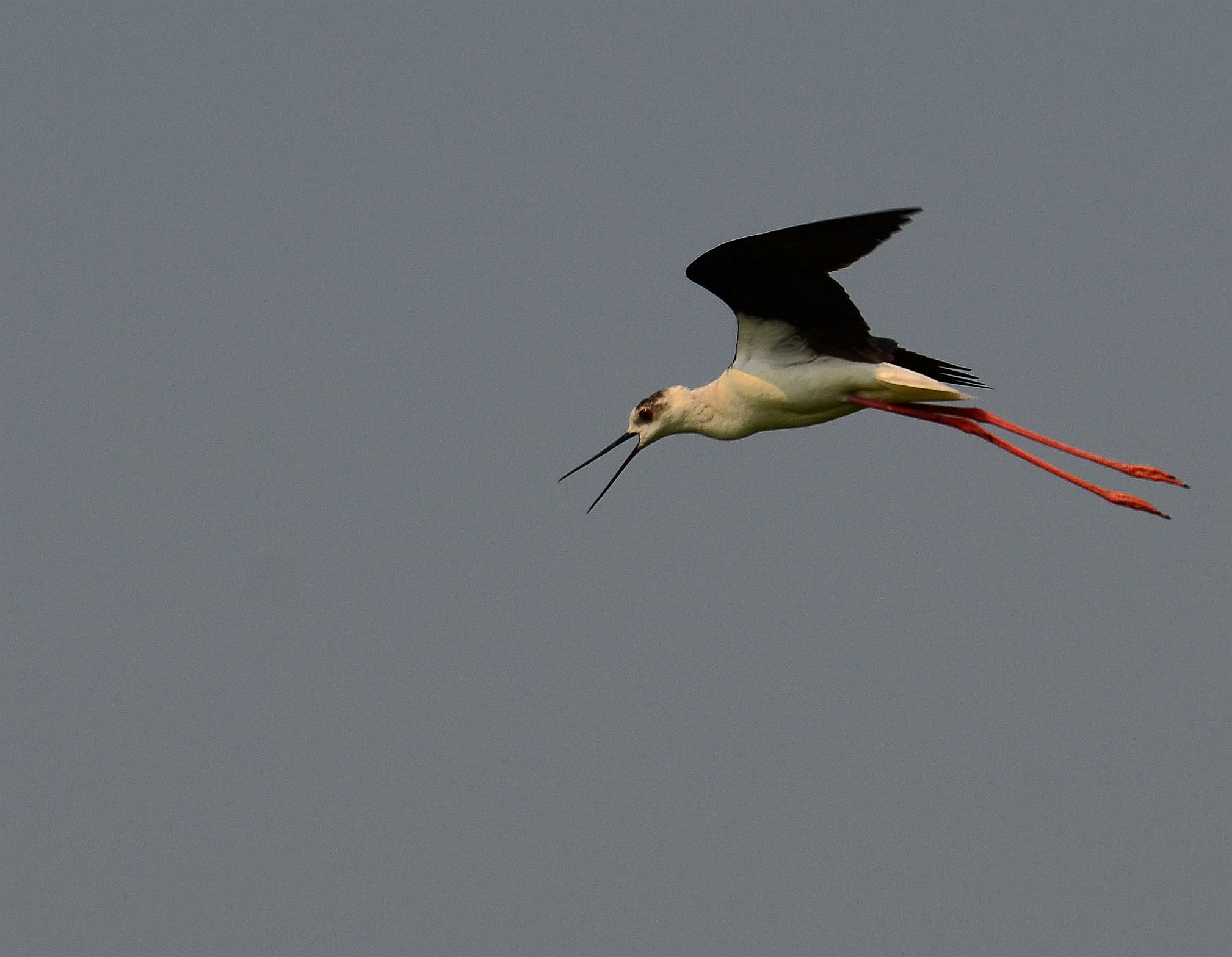 DSC_9647_副本.jpg