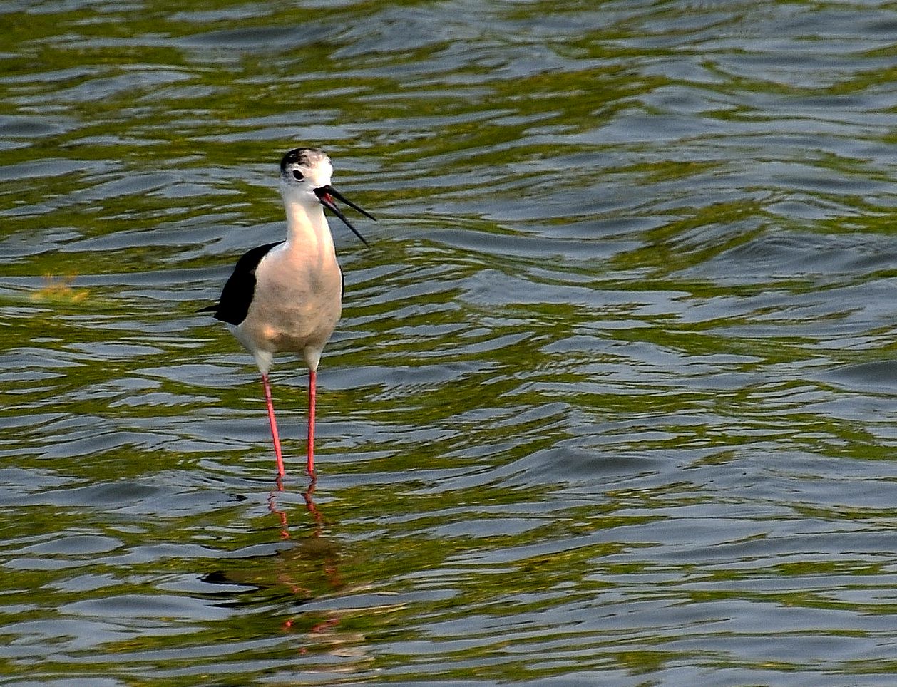 DSC_9719_副本.jpg