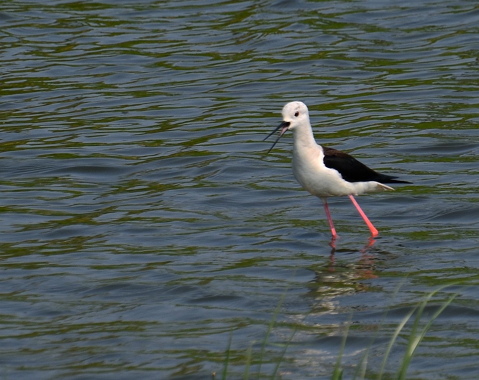 DSC_9755_副本.jpg