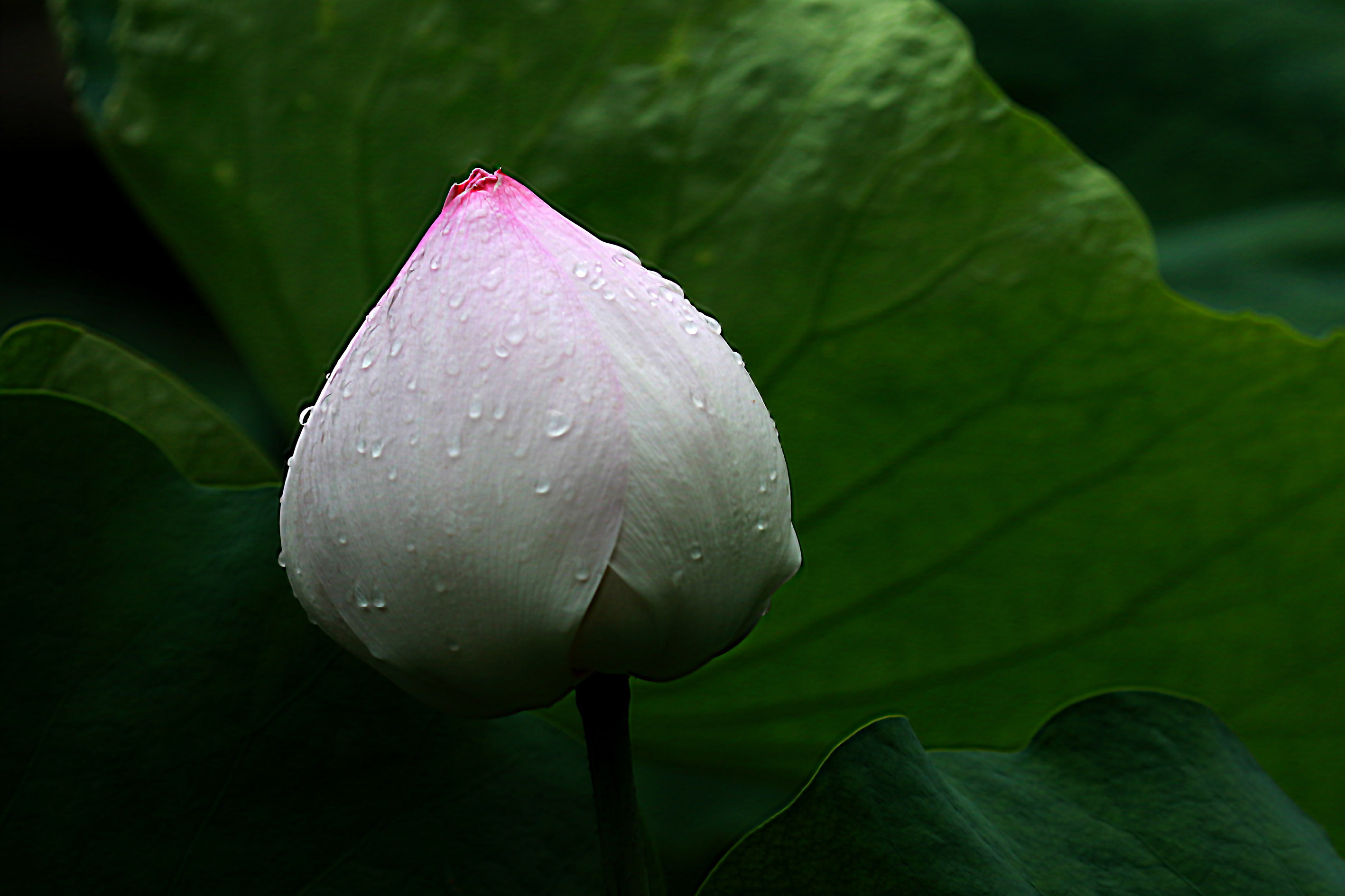 009A7099.jpg