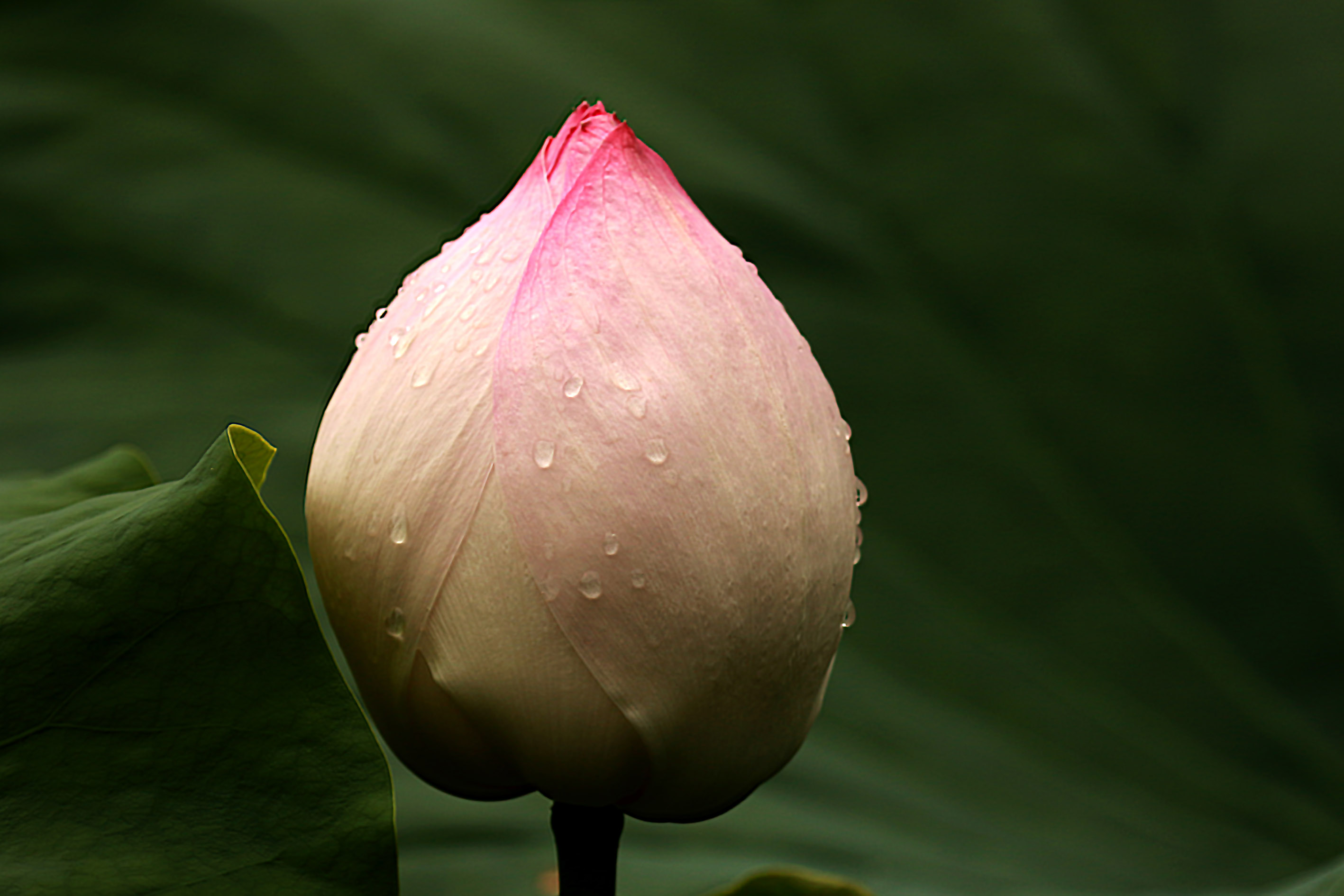 009A7069.jpg