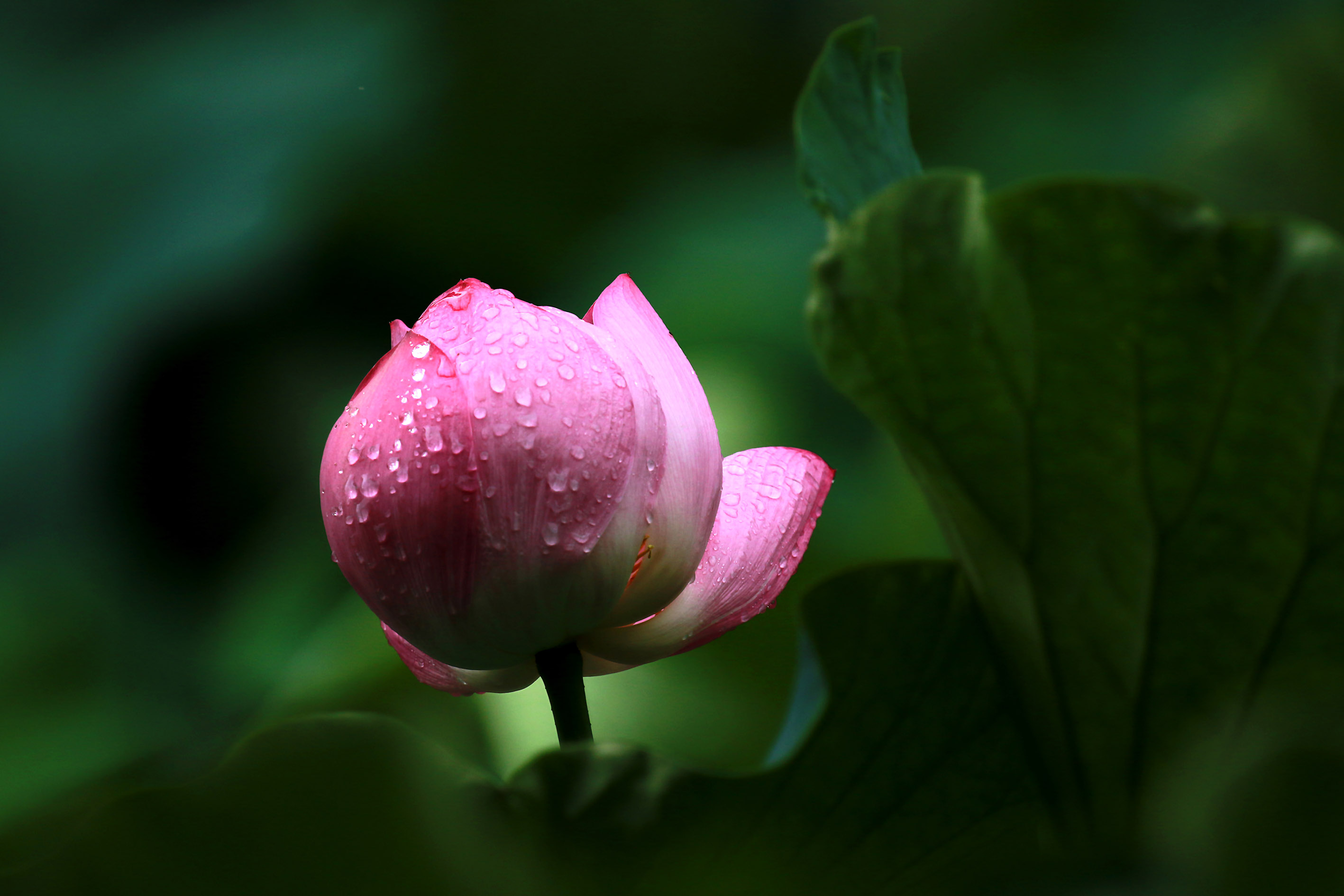 009A7048.jpg