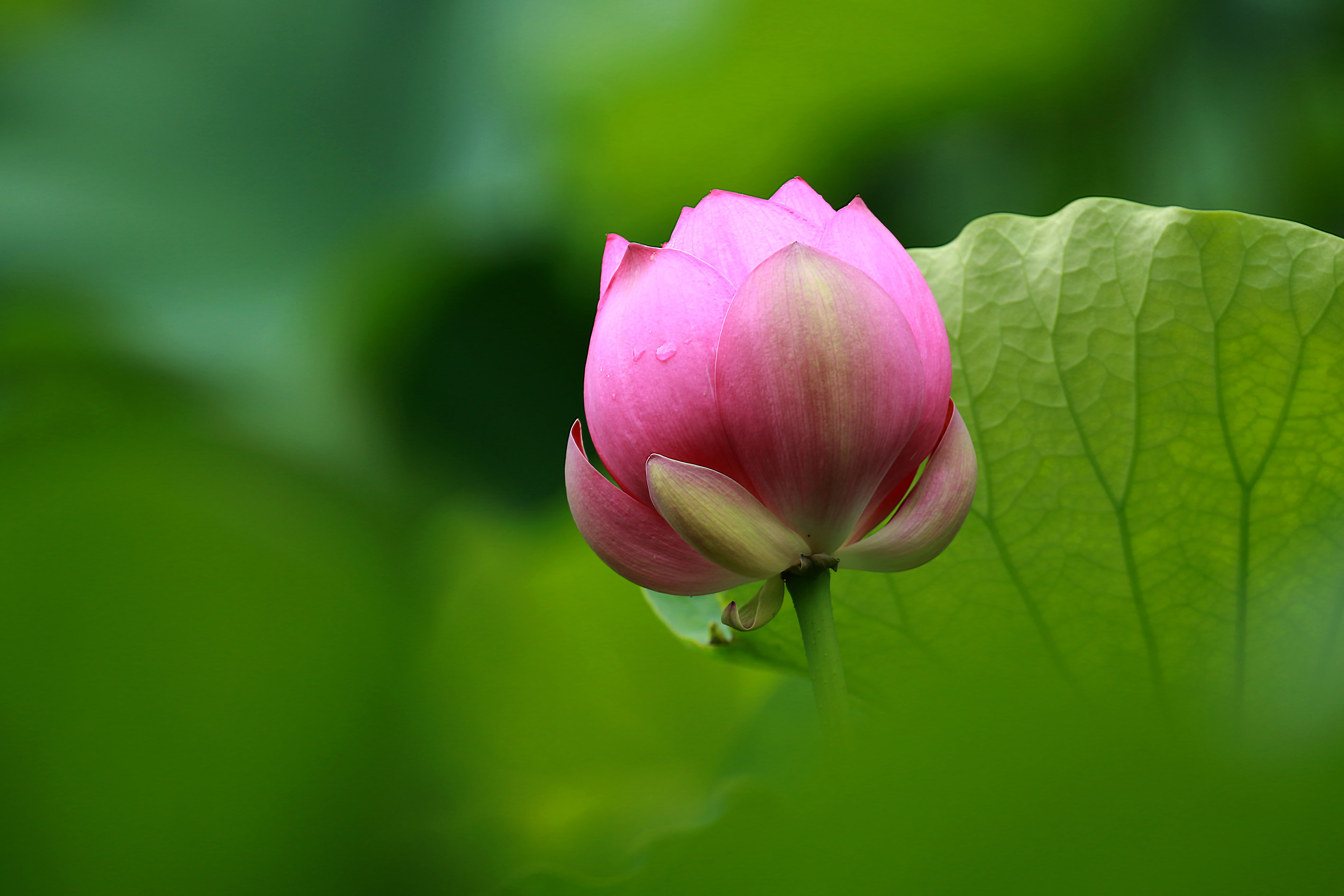 009A7065.jpg