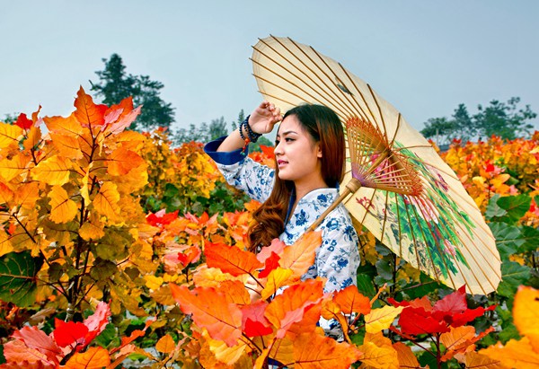 彩色植物红霞杨 (2).jpg