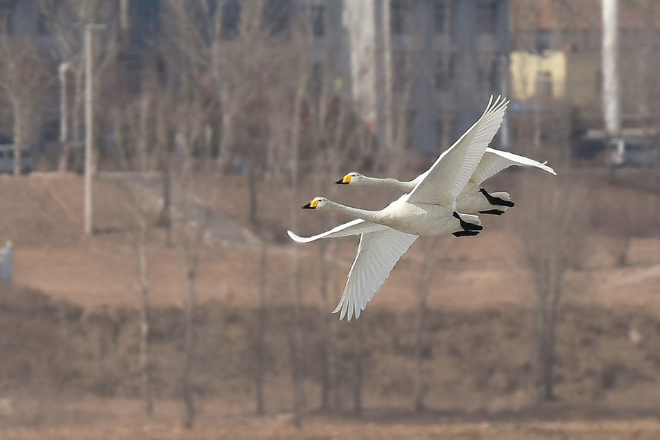 DSC_4681_副本_副本.jpg