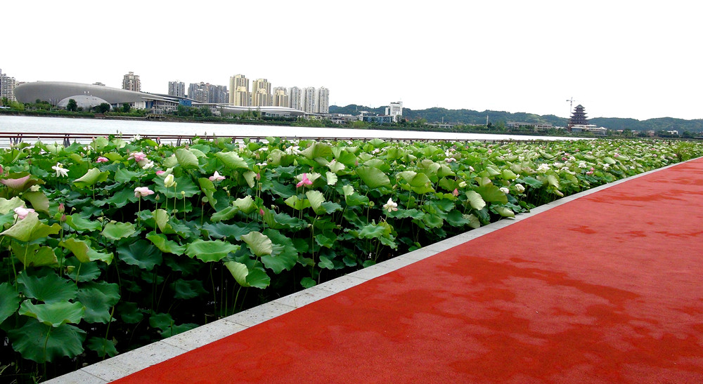 DSC09100_副本1.jpg