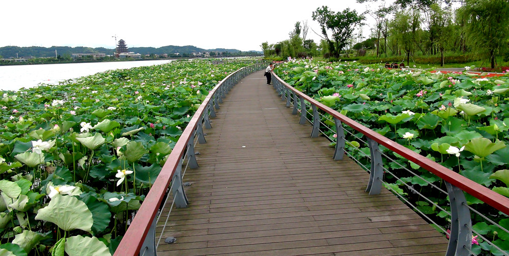 DSC09106_副本.jpg