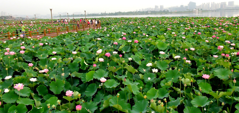 DSC09036_副本.jpg