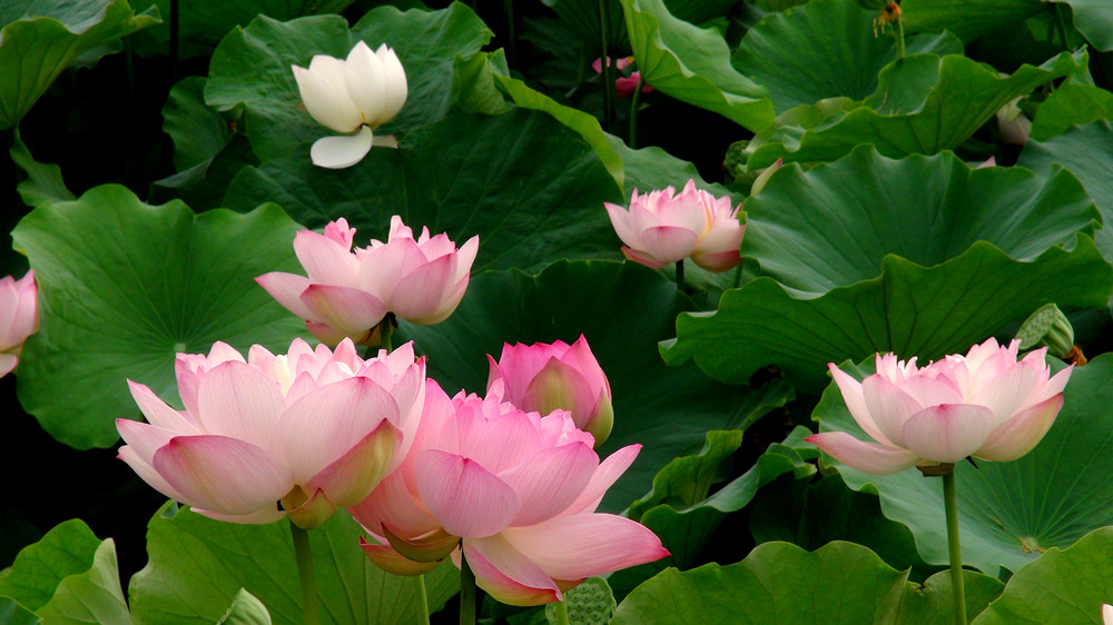 DSC08997_副本1.jpg