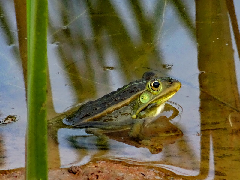 DSC00385_dh.JPG