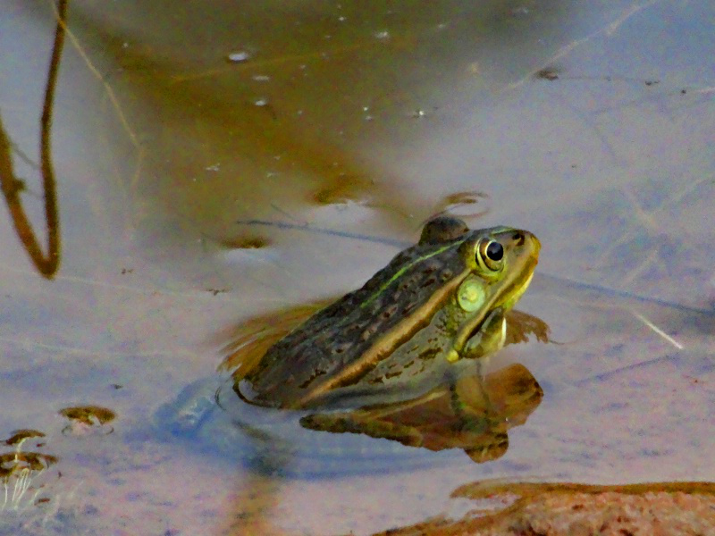 DSC00386_dh.JPG