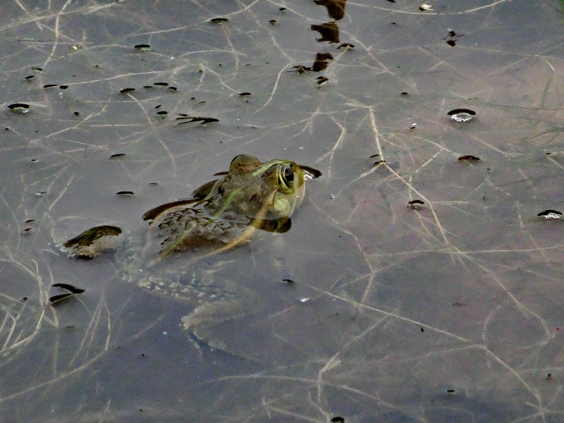 DSC00388_dh.JPG