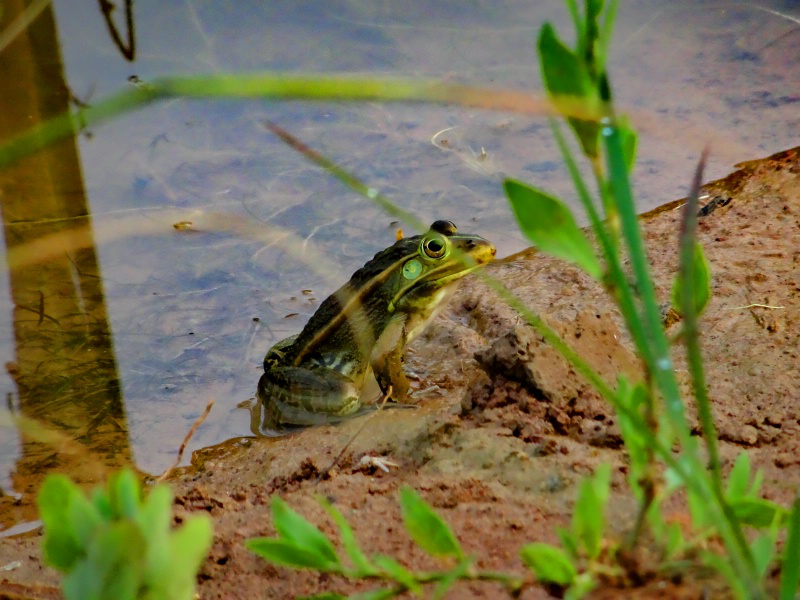 DSC00400_dh.JPG