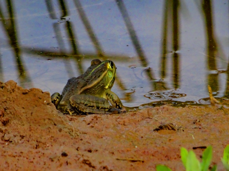DSC00404_dh.JPG