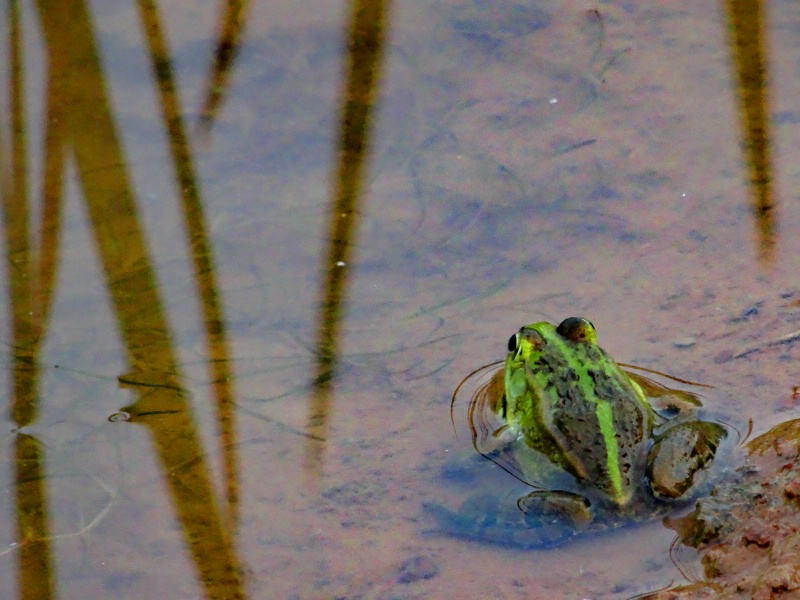 DSC00463_dh.JPG