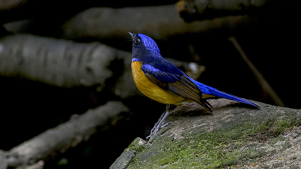 IMGP8628副本副本.jpg