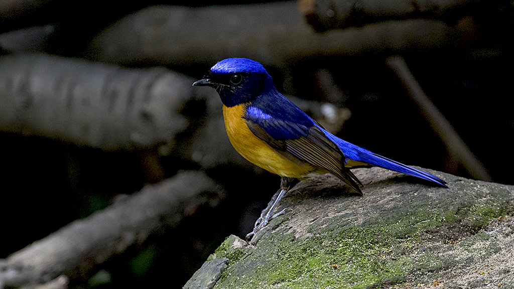 IMGP8629副本.jpg