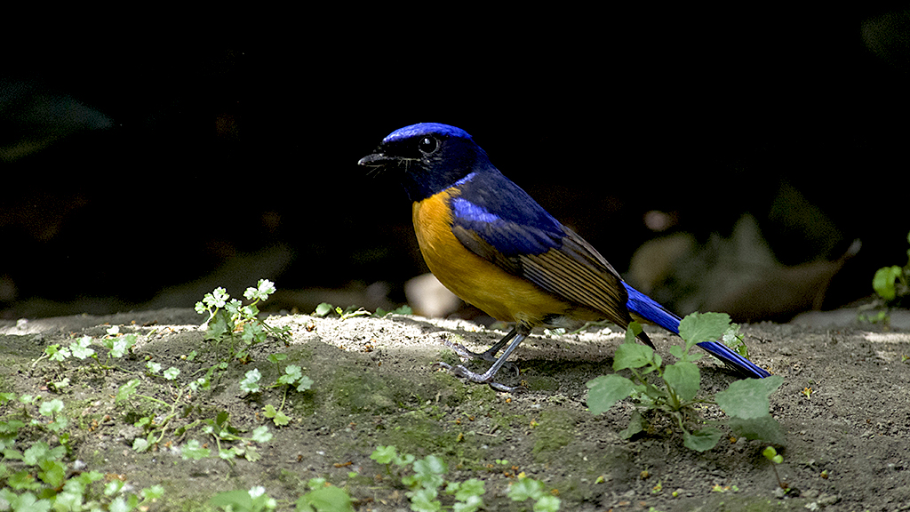 IMGP8634_1副本.jpg