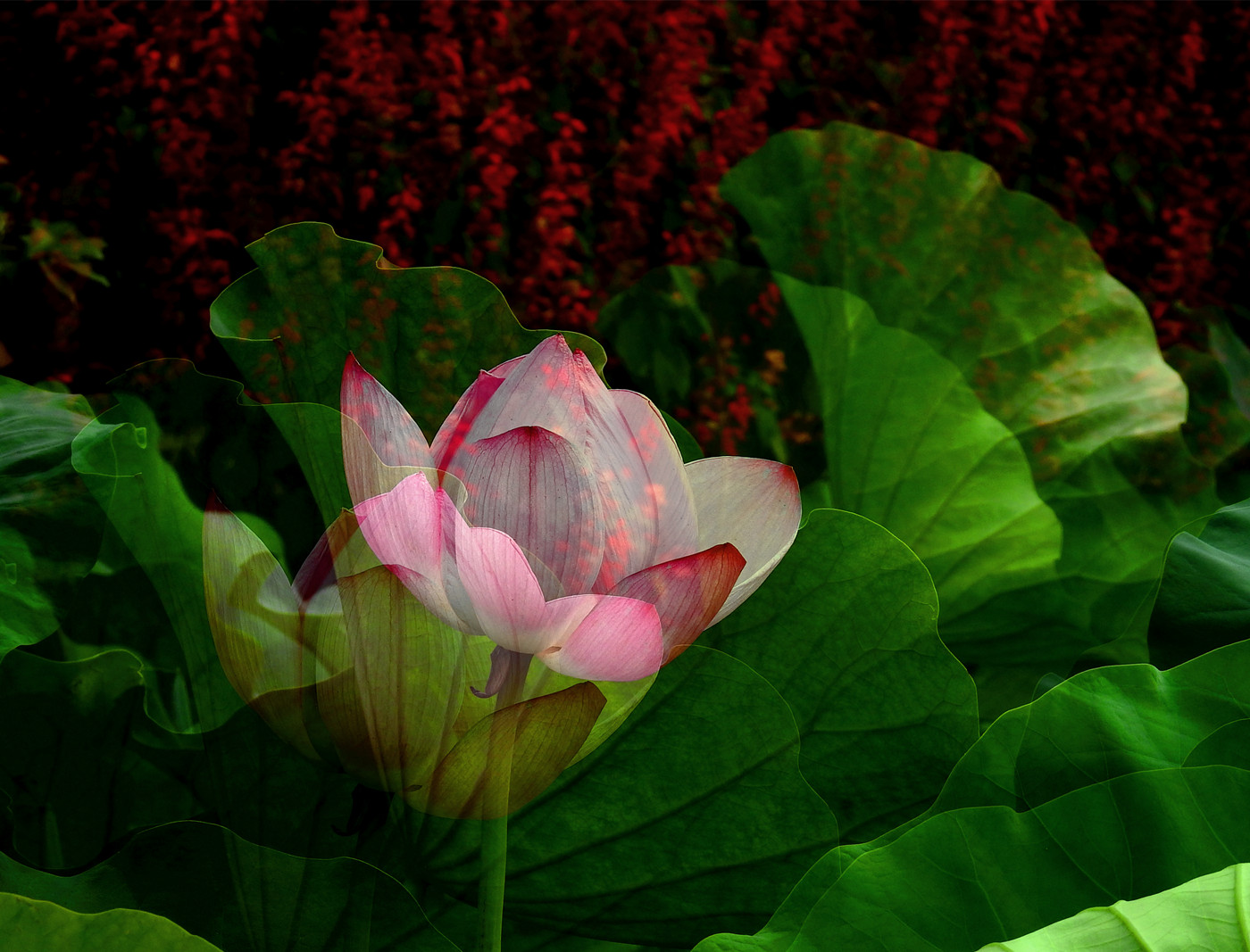 DSCN4202_副本.jpg