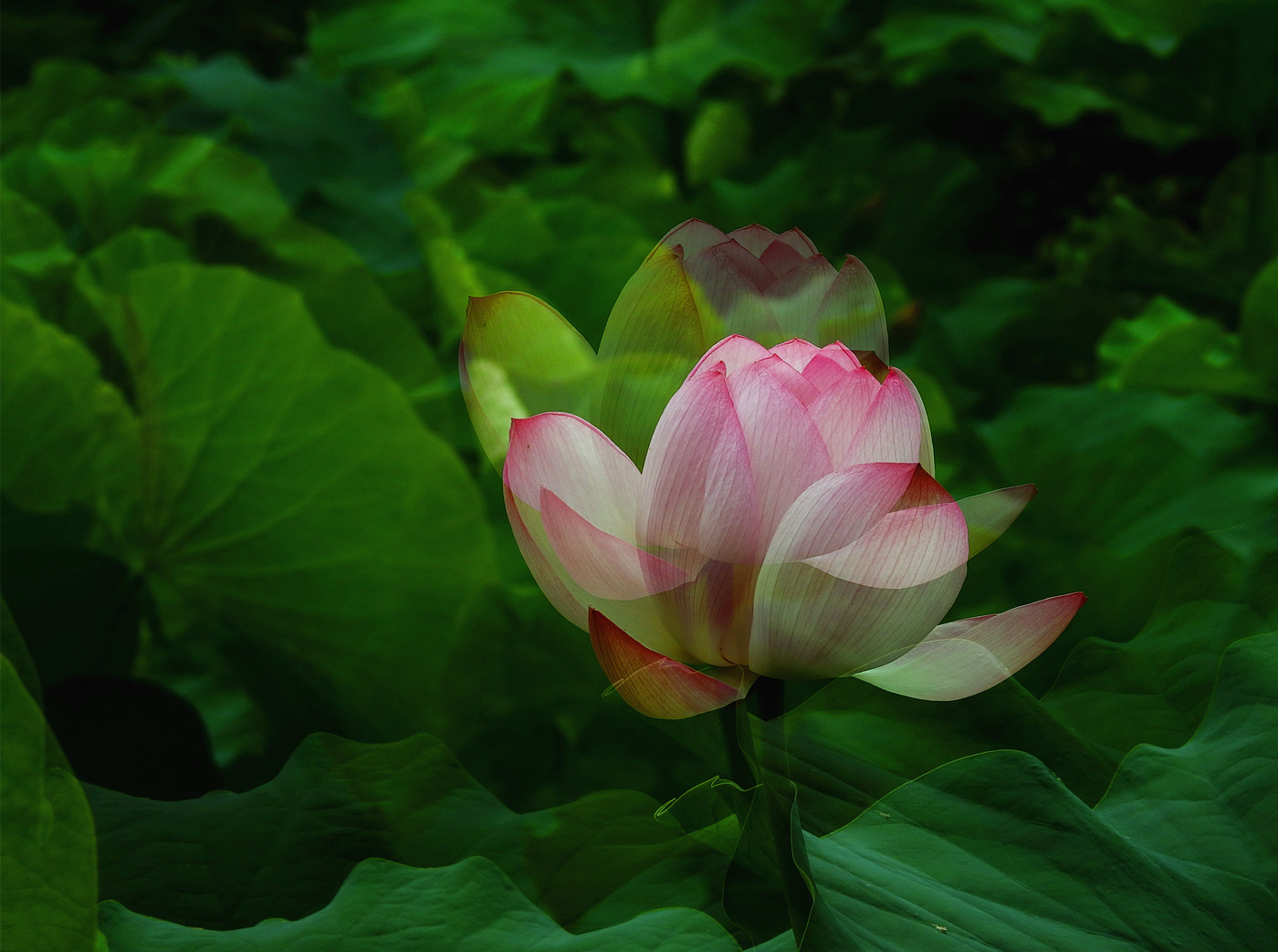DSCN4238_副本.jpg