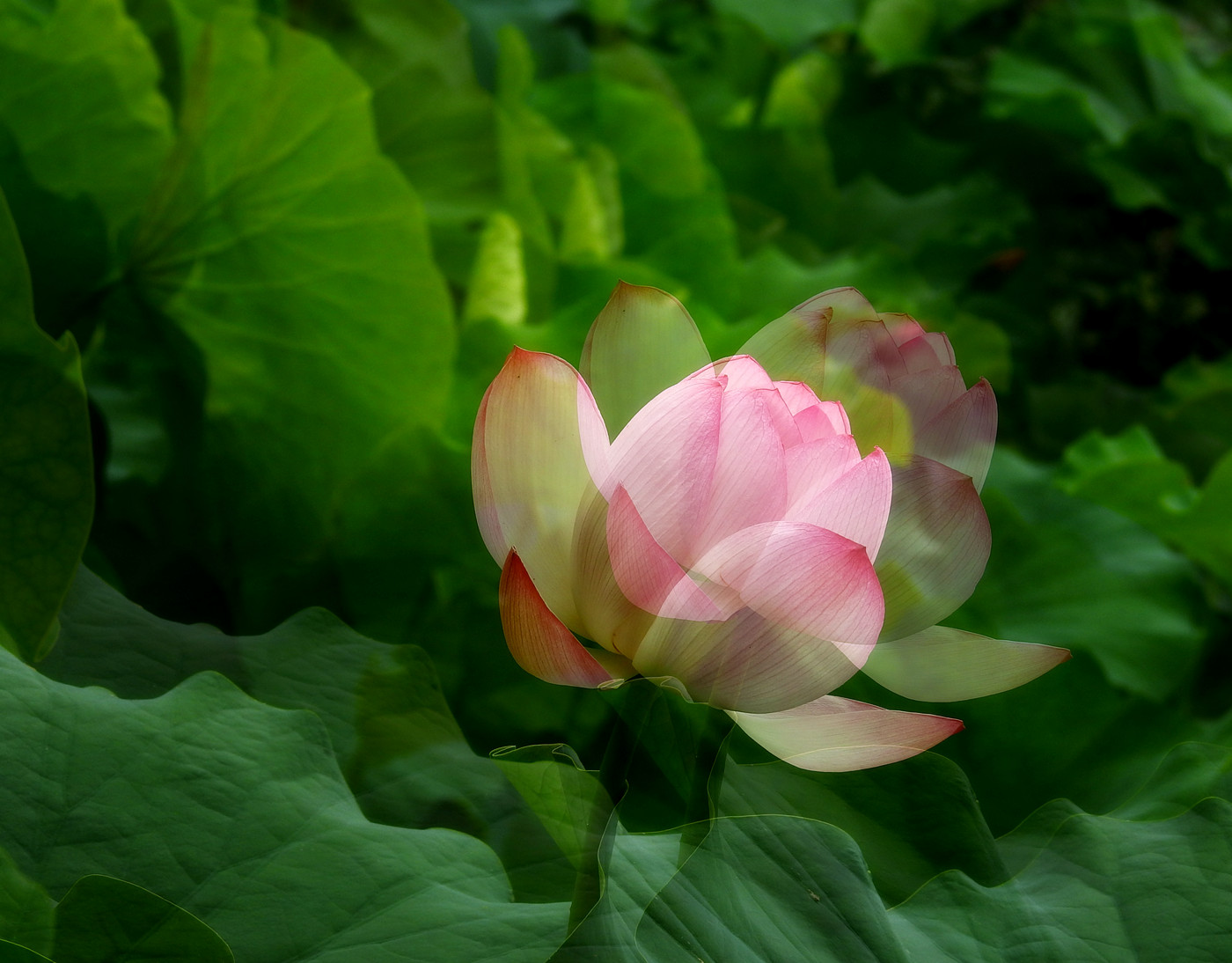DSCN4241_副本.jpg