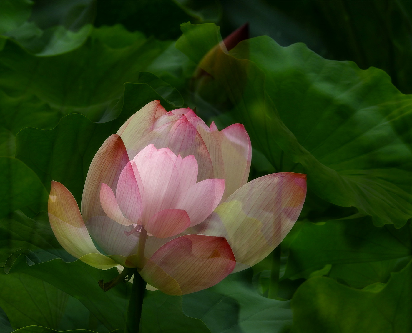 DSCN4258_副本.jpg