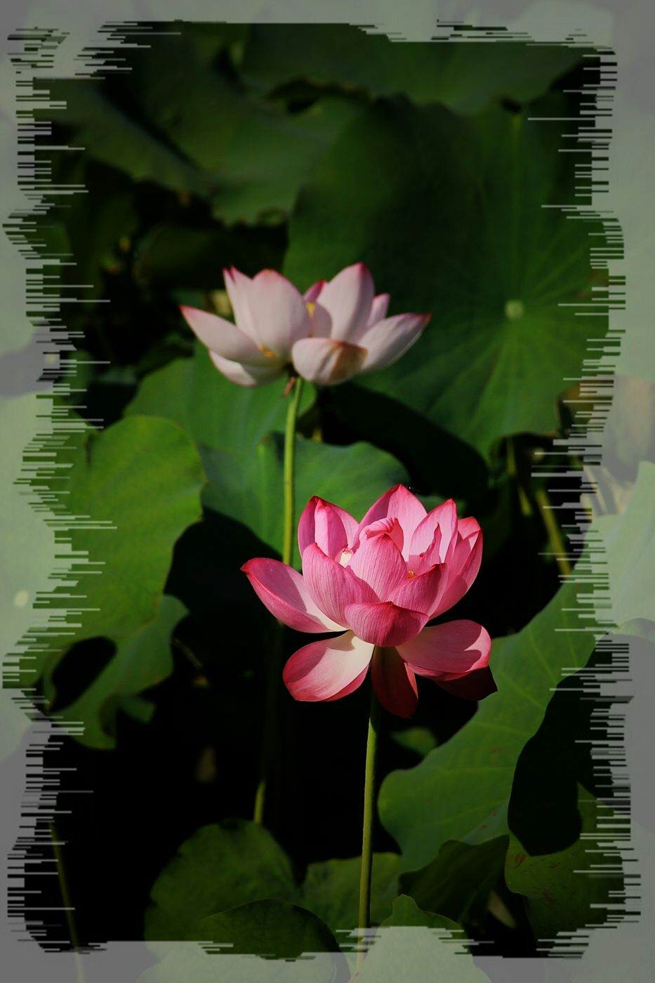 IMG_5174_副本.jpg