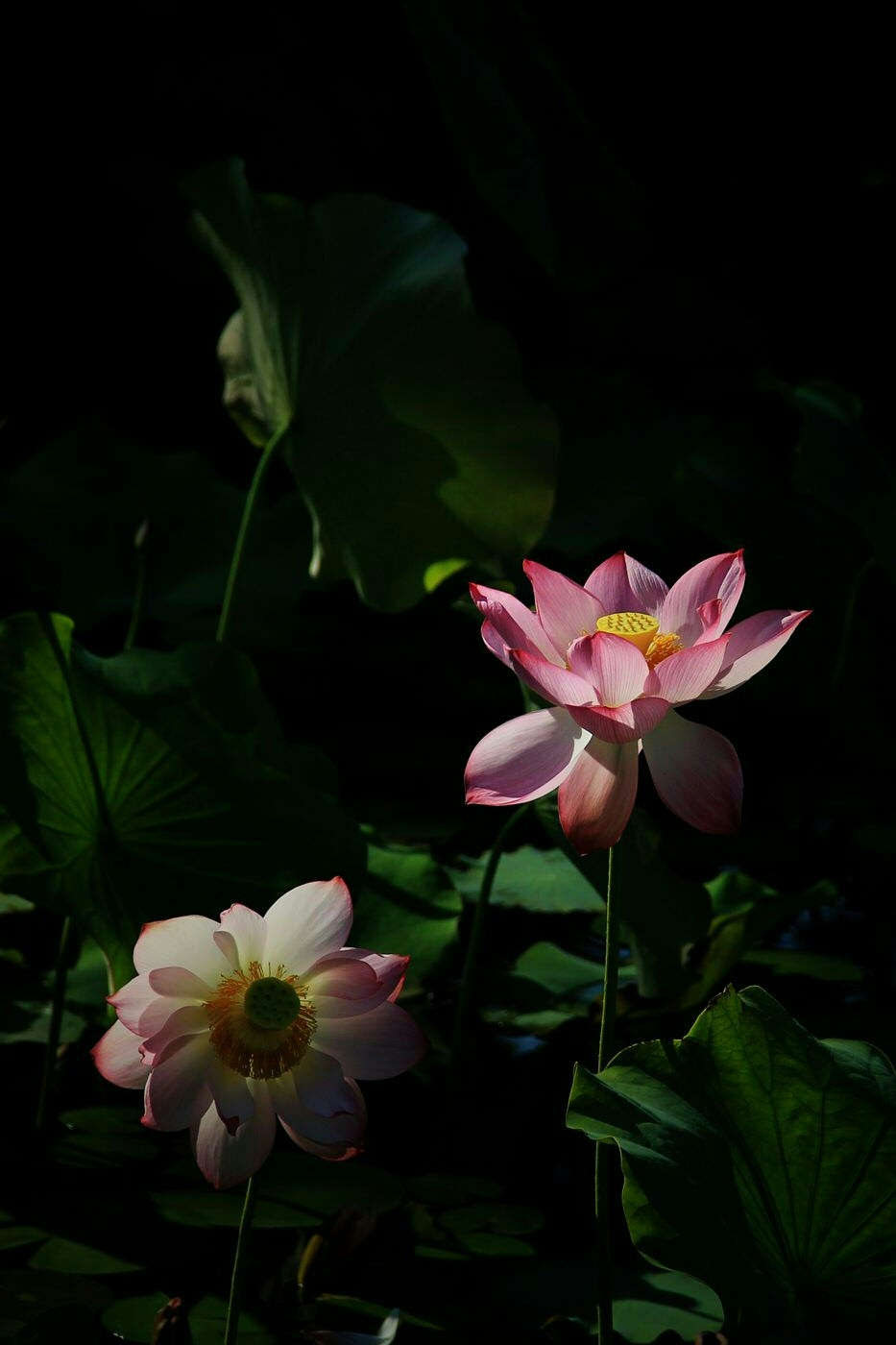 IMG_5181_副本.jpg