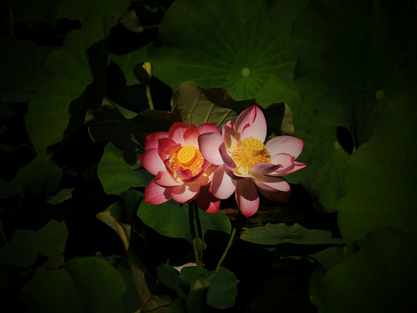 IMG_5229_副本.jpg