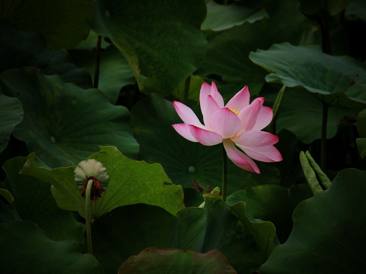 IMG_5474_副本_副本.jpg