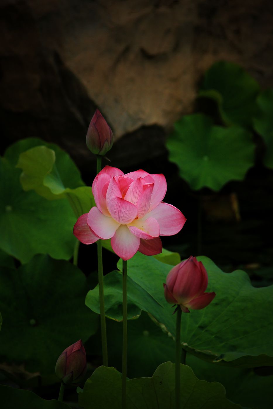 IMG_5479_副本.jpg