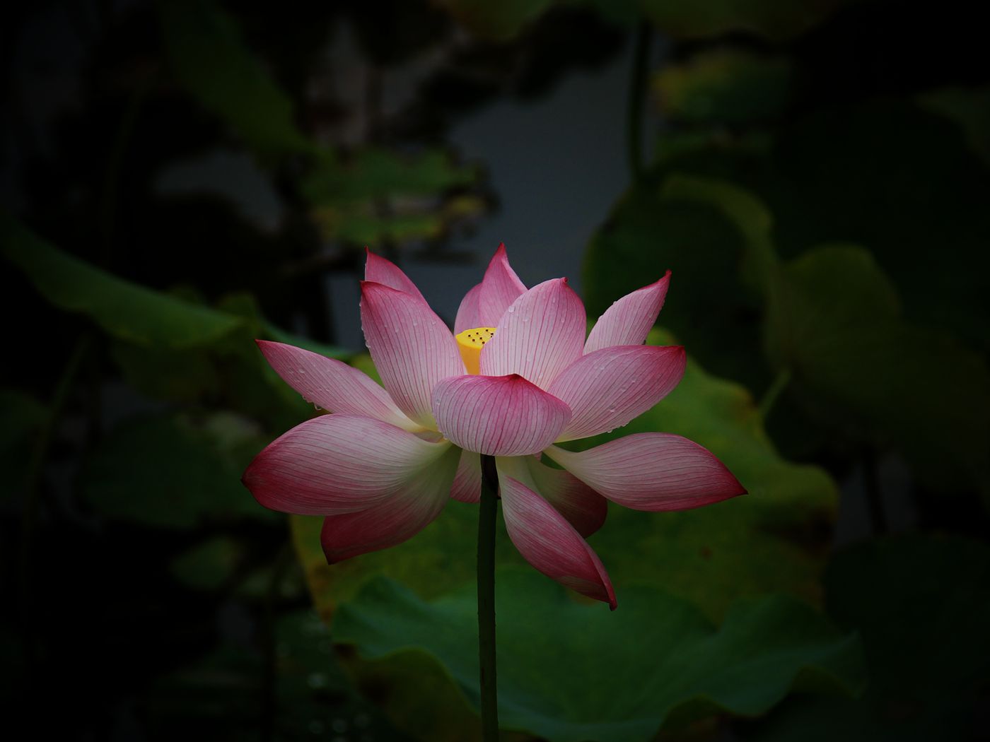 IMG_5493_副本.jpg