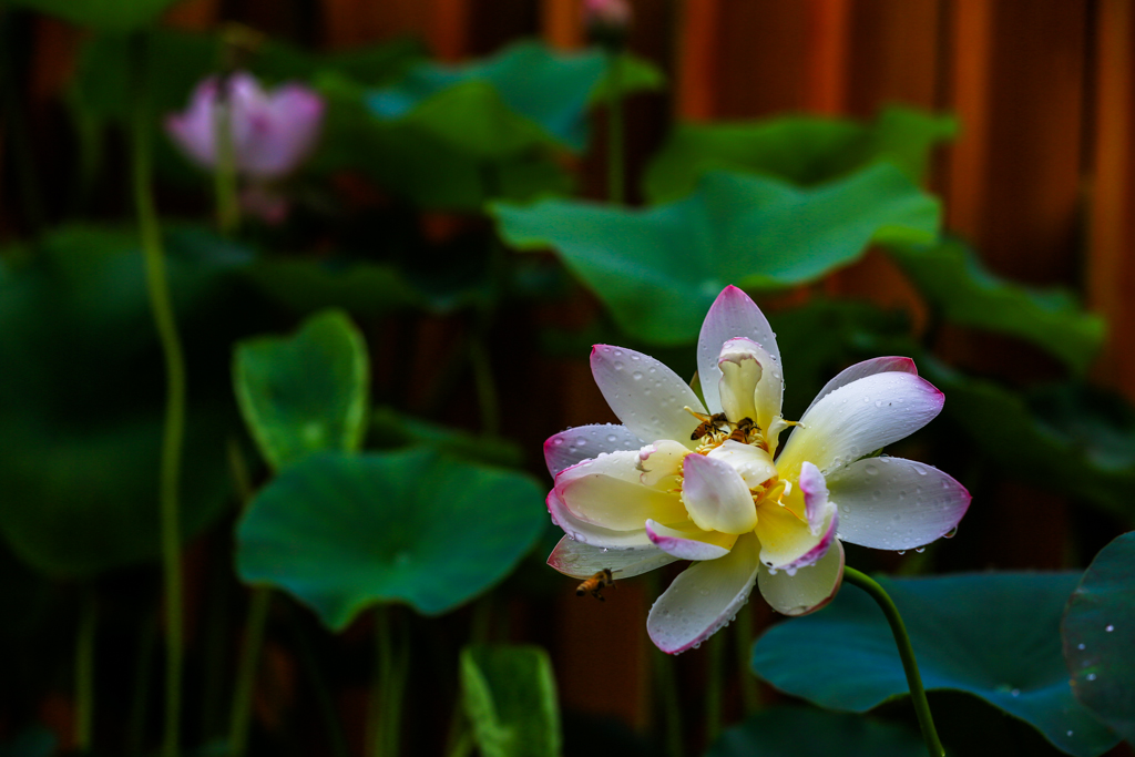 20160628-HG2A0223.jpg