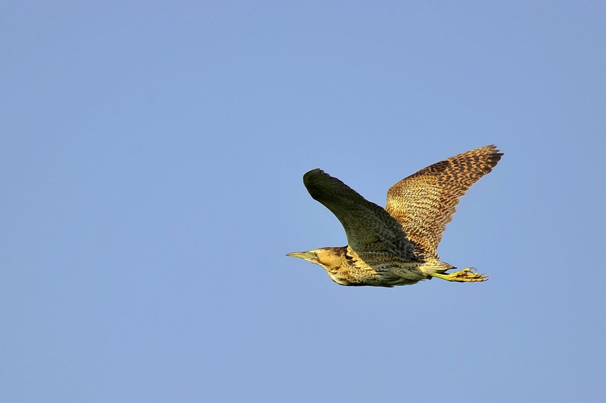 _DSC9057.JPG