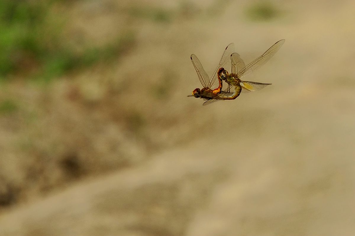 _DSC9743.JPG