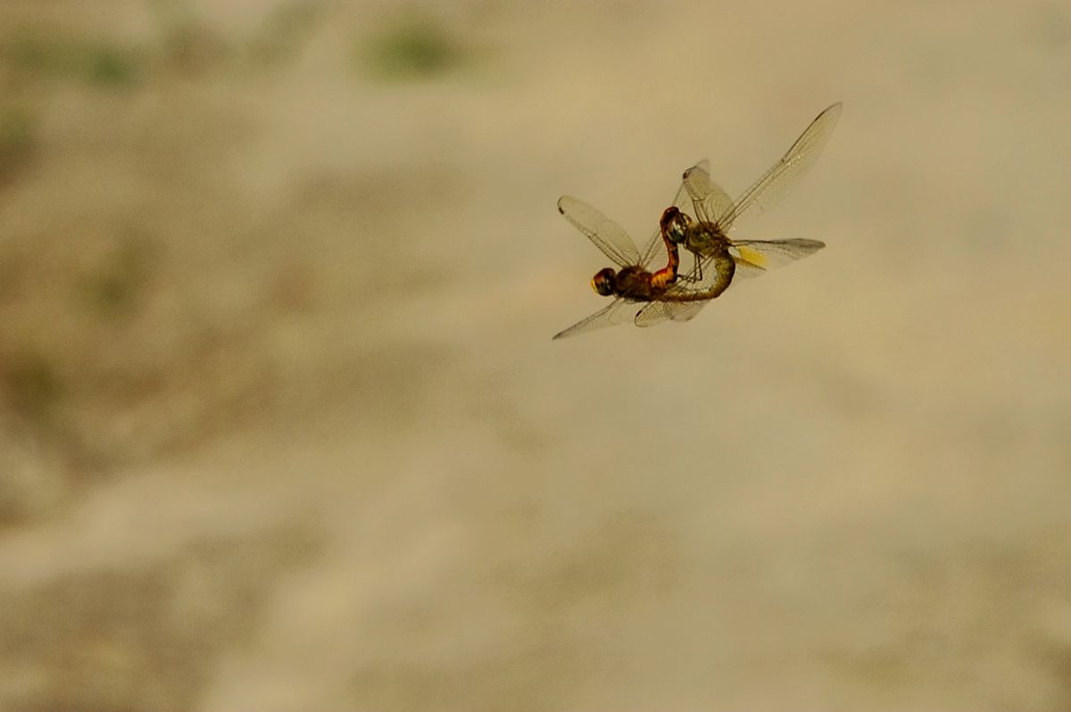 _DSC9741.JPG