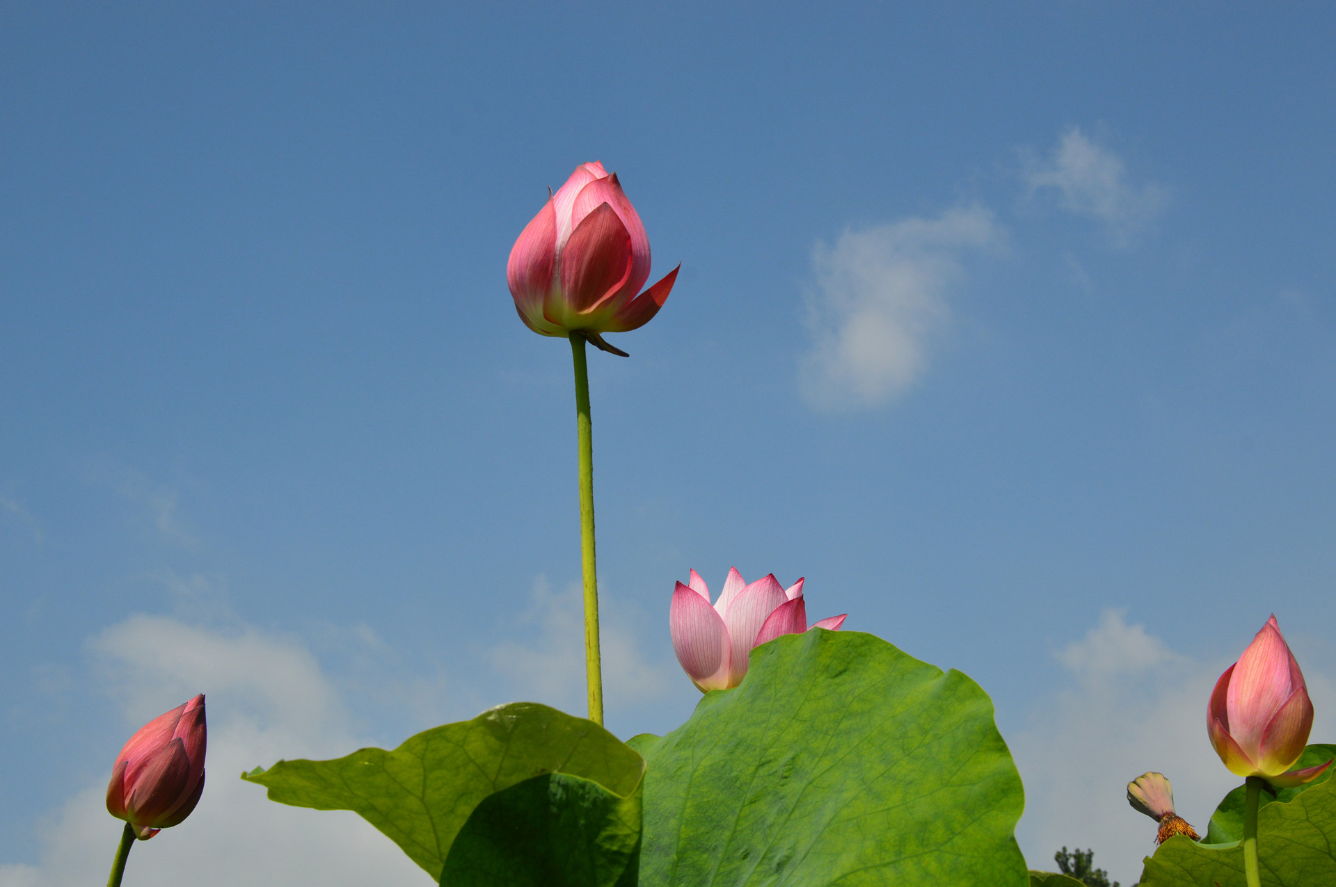 DSC_0069_.jpg