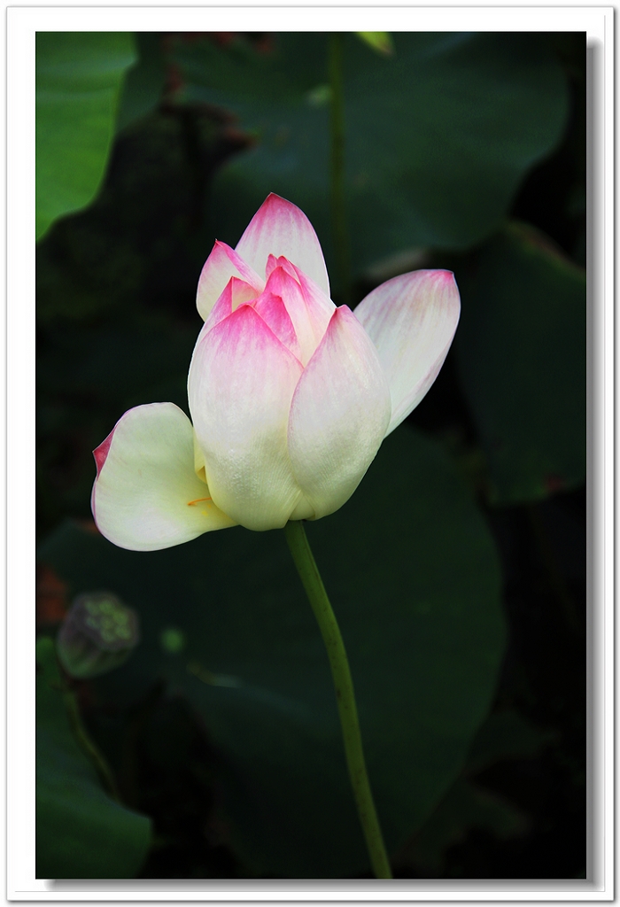 068_conew1.jpg