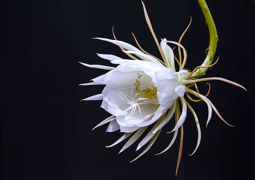 昙花-01.jpg