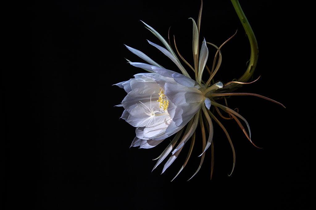 昙花-02.jpg