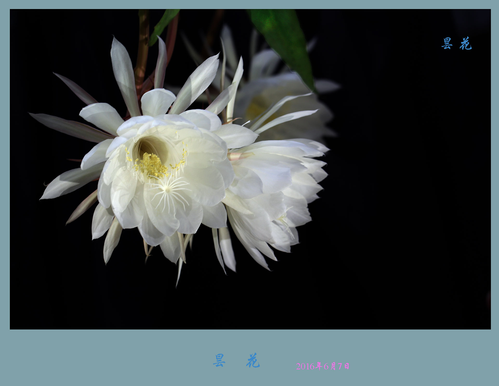 昙花-1.jpg