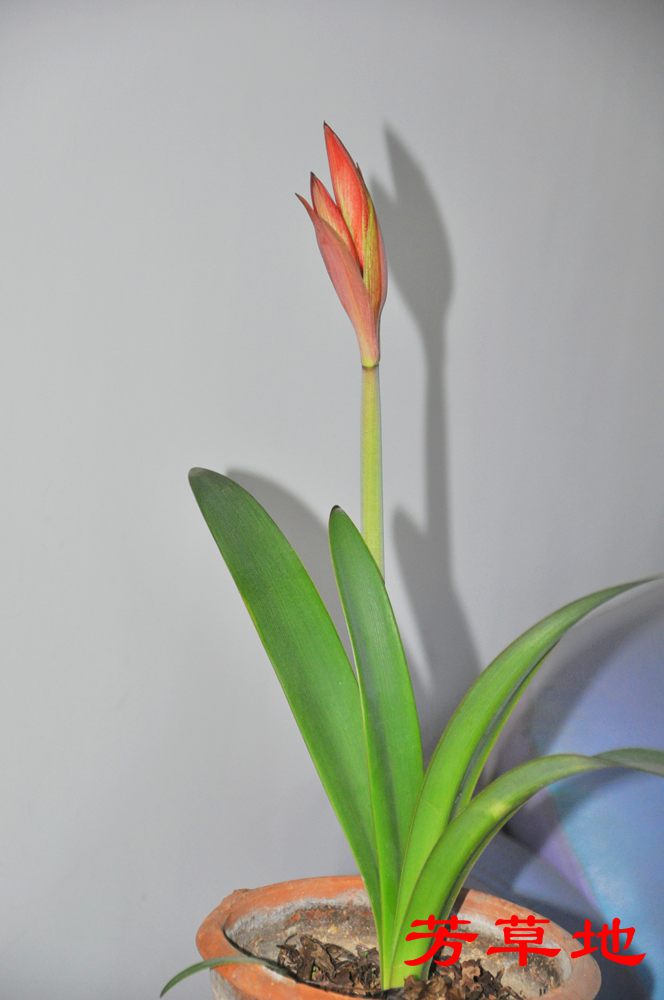 DSC_2442.jpg