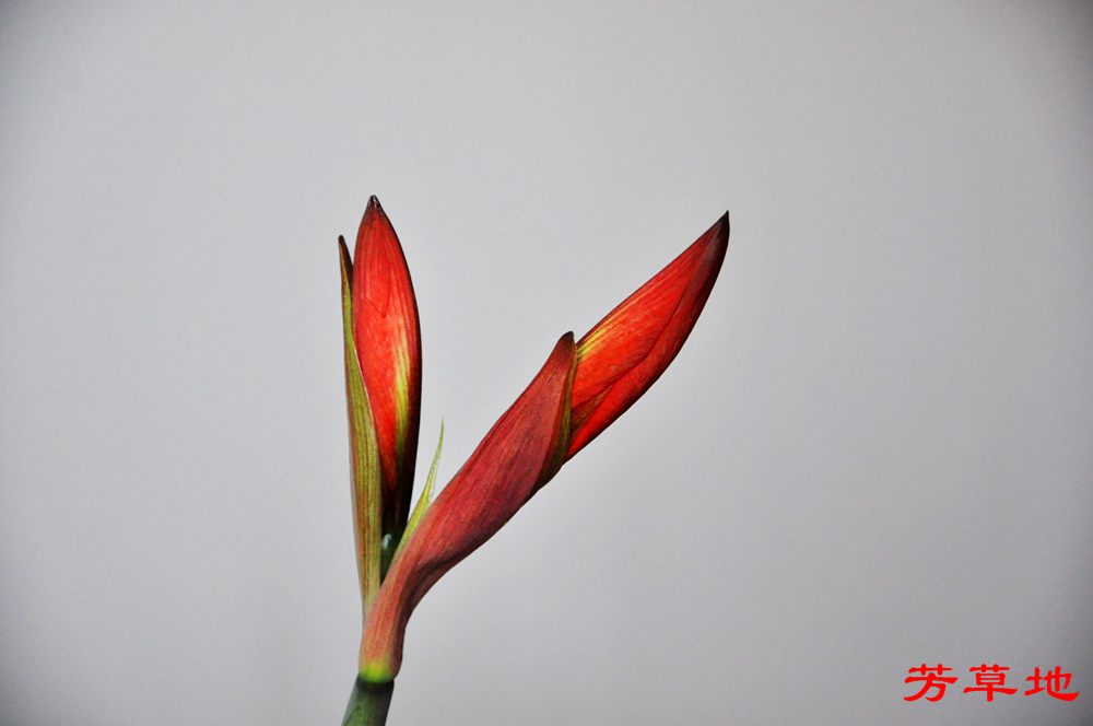 DSC_2452.jpg