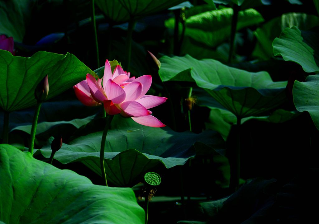 DSC_3648_副本.jpg