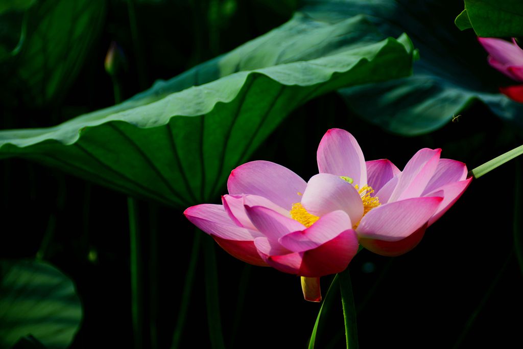 DSC_3528_副本.jpg